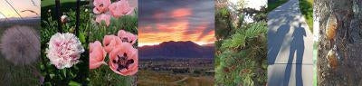 Sights, Sounds and Musings of a Daily Walk - Virtual Fitness Challenge Blog | Run The Edge